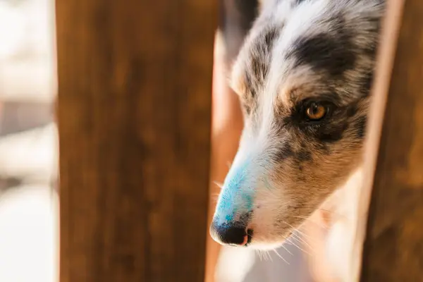 Köpek mavi gözleriyle kameraya bakıyor. yakın - yakın görünüm.