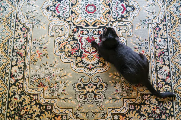 Altın halılı siyah kedi