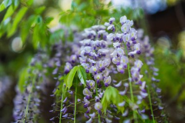 Ormandaki güzel bahar çiçekleri.