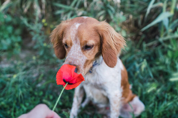 a dog with a red rose
