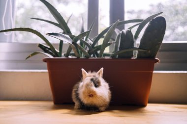 Çiçek saksısında oturan küçük tavşan