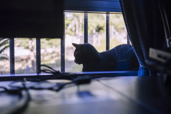 Kedi yerde oturuyor.