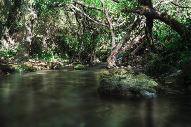 Ormanda küçük bir nehir.