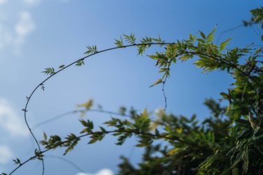 Dışarıdaki bitkilerin manzarasını kapat.