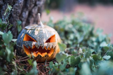 Cadılar bayramı balkabağı kafası ve bahçede korkunç bir yüz. yüksek kaliteli fotoğraf