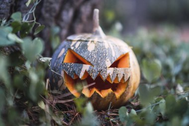 Bir balkabağının arka planında cadılar bayramı kabağı