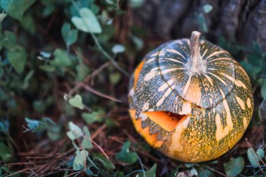 Yaprakları yere dökülmüş balkabağı