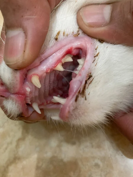 Sluit Scherpe Tanden Oppervlak Wanneer Eigenaar Hand Openen Volwassen Kat — Stockfoto