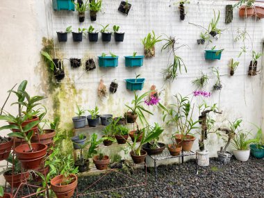 Yogyakarta, Endonezya - Kasım 2022. Bahçedeki bir tencereye farklı türde orkideler ekilmiş. Açık hava kavramları.