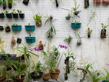 Yogyakarta, Endonezya - Kasım 2022. Bahçedeki bir tencereye farklı türde orkideler ekilmiş. Açık hava kavramları.