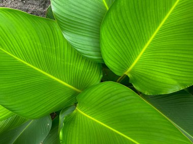 Calathea lutea ya da Calathea Calathea, Küba purosu olarak da bilinir.