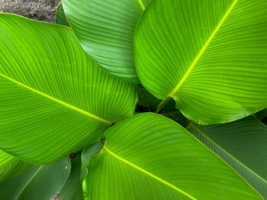 Calathea lutea ya da Calathea Calathea, Küba purosu olarak da bilinir.
