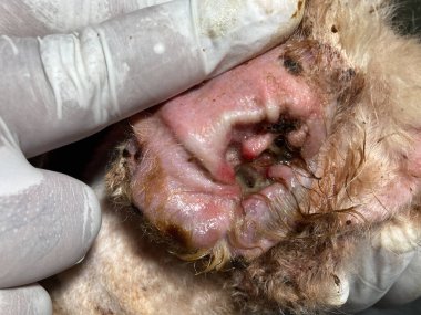 Dirty ear of the dog. Ear mites, allergic otitis media.