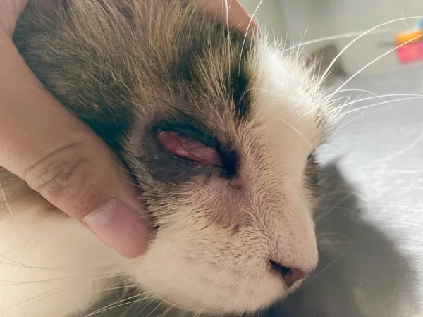 Vet examining eyes of a cat in a veterinary clinic. eye inflammation on a cat.