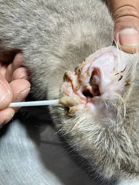 Dirty ear of a cat. A cat\'s ear affected by an ear mite, leading to infection. Cat otitis externa.