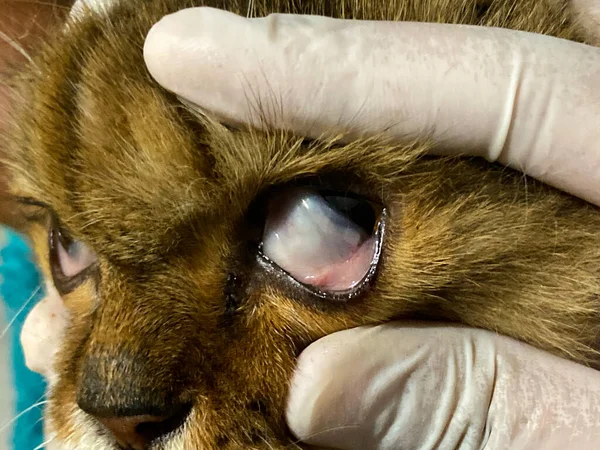 Vet examining eyes of a cat in a veterinary clinic. the conjunctiva of the eye is pale.