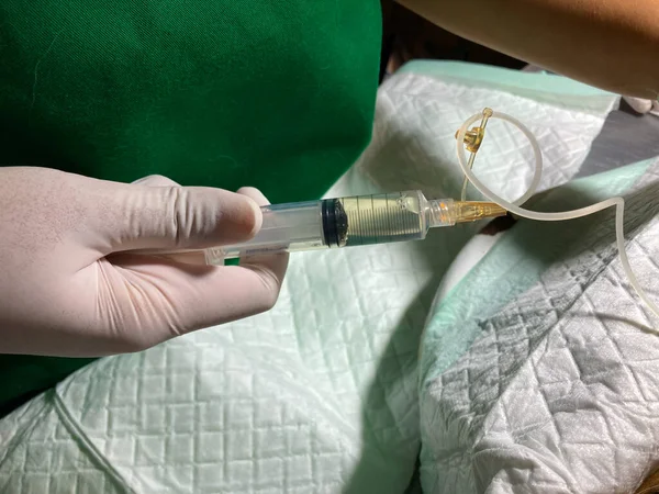 Veterinarian put needle with syringe on abdominal of the cat to remove liquid from cat\'s belly with ascites. Abdominocentesis on a cat.