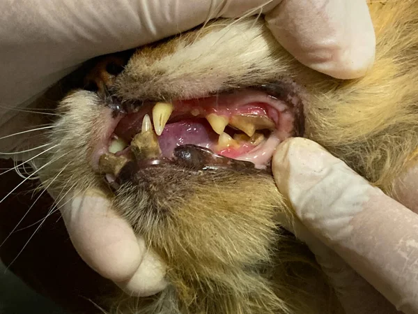 Pemeriksaan Terhadap Kucing Dokter Hewan Close Pemeriksaan Mulut Kucing Stok Foto Bebas Royalti