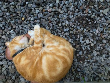 Ginger cat sleeping on rocky surface, cute red or ginger cat.