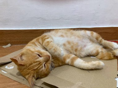 Ginger cat sleeping on cardboard, cute red or ginger cat.
