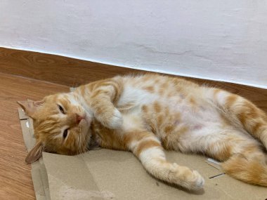 Ginger cat sleeping on cardboard, cute red or ginger cat.