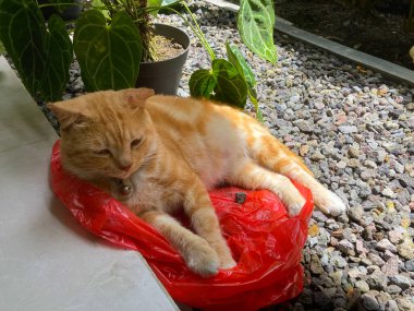 Kızıl kedi dışarıda dinleniyor, bitkilerin yanında ve kırmızı kaidede uyuyor.