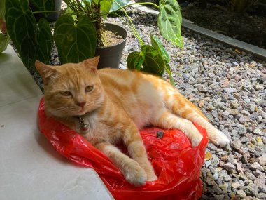 ginger cat relaxing outdoor, near plants and sleeping on red pedestal