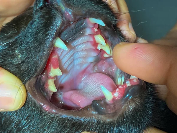 examination of a cat at the vet, close-up, examination of the mouth of cat