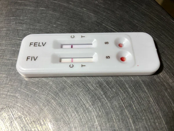 Rapid Test Kit Detection Feline Leukemia Virus Antigen Feline Immunodeficiency — стокове фото