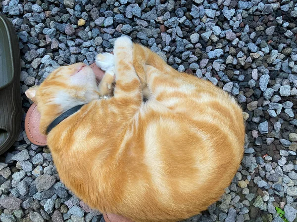 Ginger Cat Sleeping Rocky Surface Cute Red Ginger Cat — Fotografia de Stock