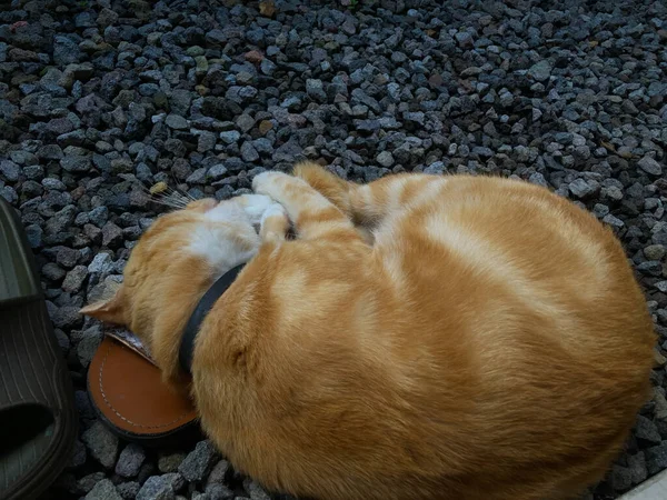 Ginger Cat Sleeping Rocky Surface Cute Red Ginger Cat — Fotografie, imagine de stoc