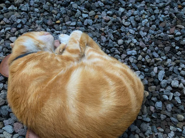 Ginger Cat Sleeping Rocky Surface Cute Red Ginger Cat — Stock fotografie