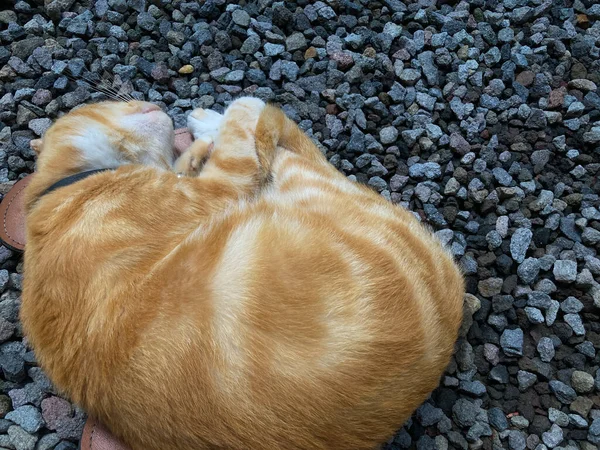 Ginger cat sleeping on rocky surface, cute red or ginger cat.