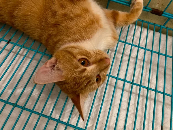 獣医院の檻の中でリラックスした入院猫患者 — ストック写真