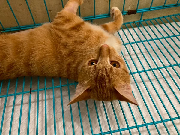 Стаціонарний Кіт Пацієнт Який Розслабляється Клітці Ветеринарній Клініці — стокове фото
