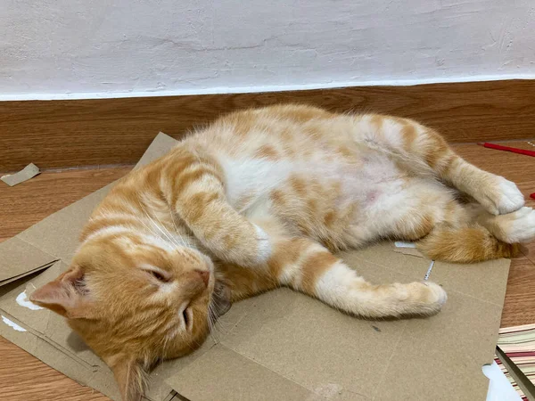Ginger cat sleeping on cardboard, cute red or ginger cat.