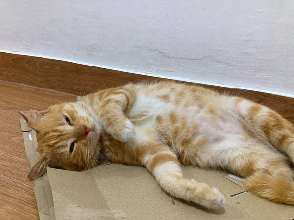 段ボールの上で眠る生姜猫 かわいい赤や生姜猫 — ストック写真