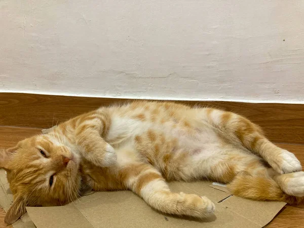 Ginger Cat Sleeping Cardboard Cute Red Ginger Cat — Stock Fotó