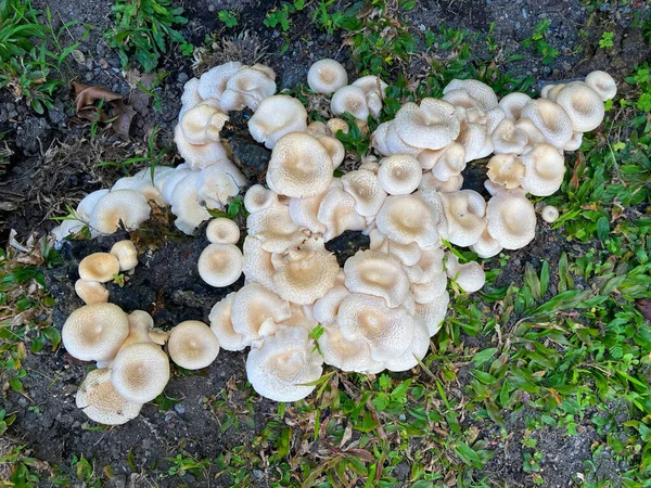 Wild Mushrooms Growing Grass — Zdjęcie stockowe