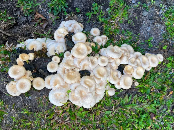 Wild Mushrooms Growing Grass —  Fotos de Stock