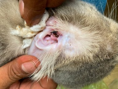 vet examine and cleaning cat's ear. A stray cat with infectious ear discharge.