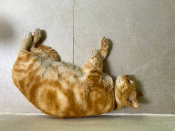 Сплячий Імбирний Томат Ідеальний Сон Кіт Спить Підлозі — стокове фото