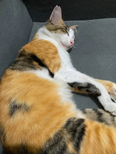 Cat Sleep Calm Relax Cloth Sofa Gray Color Pets Furniture — Fotografie, imagine de stoc