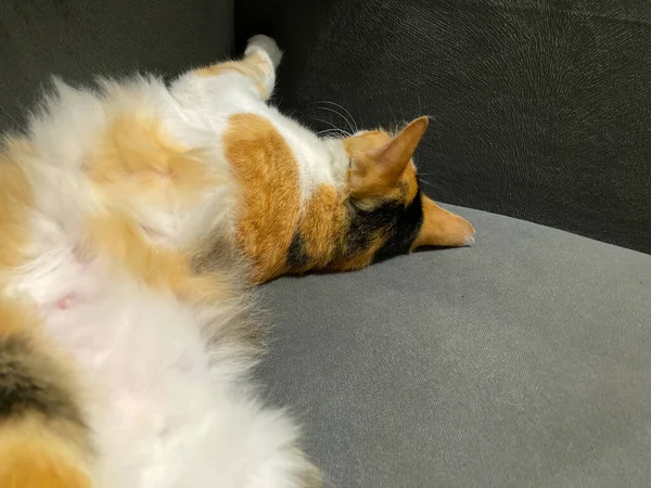 Kat Slapen Rustig Ontspannen Doek Bank Grijze Kleur Huisdieren Met — Stockfoto