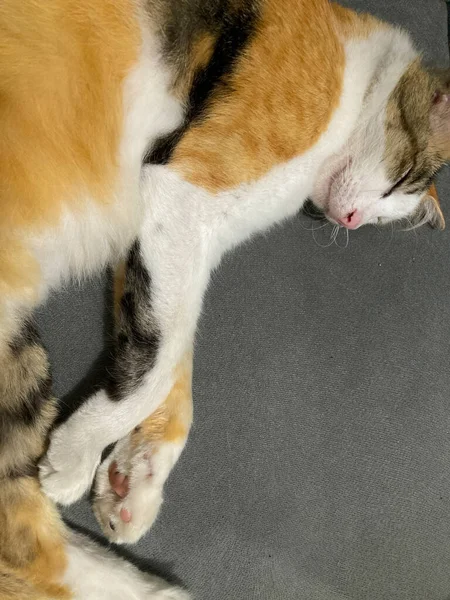 Kucing Tidur Tenang Dan Bersantai Sofa Warna Abu Abu Kain — Stok Foto