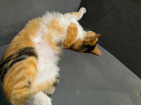 Cat Sleep Calm Relax Cloth Sofa Gray Color Pets Furniture — Stock Photo, Image