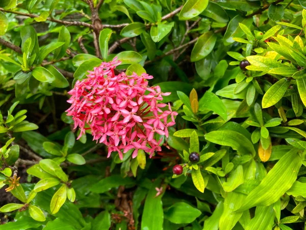 Czerwony Kwiat Igły Kwitnący Król Ixora Ixora Chinensis Kwiat Rubiaceae — Zdjęcie stockowe