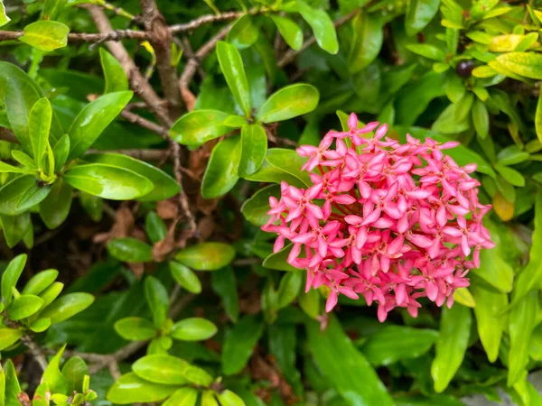 Червона Голчаста Квітка Квітуча Король Іксора Ixora Chinensis Квітка Rubiaceae — стокове фото