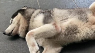 Sibirya köpeği dinleniyor ve sırtını yere sürtüyor.