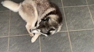 Sibirya köpeği dinleniyor ve sırtını yere sürtüyor.